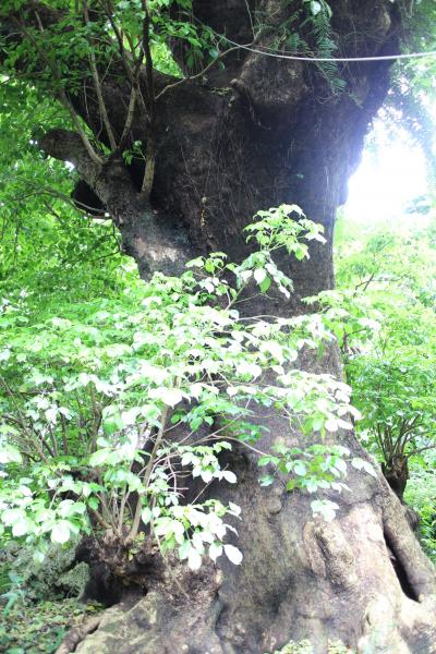 5年ぶりの沖縄を満喫の巻　後編