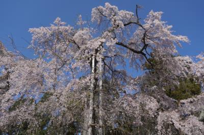 関西春の花旅（二日目）～秀吉が晩年に催した醍醐の花見で知られる醍醐寺の桜。豪華絢爛な美しさは三宝院の庭園と合わせて桃山時代の偉大な遺産です～