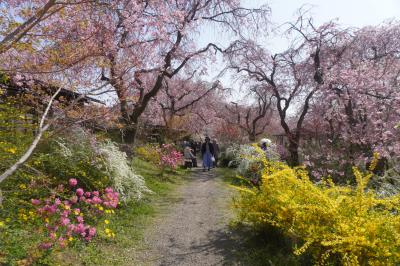 関西春の花旅（四日目完）～桜真っ盛りの原谷苑、定番桜のトンネル、哲学の道に椿の霊鑑寺。北野をどりと府立植物園の桜ライトアップもはんなりです～