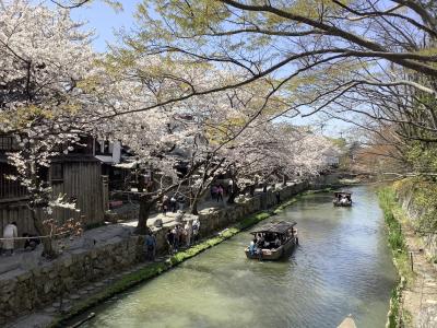 滋賀どうでしょ！　桜咲く、近江八幡編