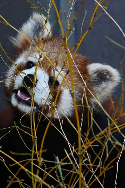 レッサーパンダはかわゆい !!! 徳山動物園