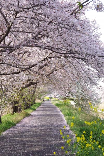 桜のトンネルは散り始めでした。2023.4.1　