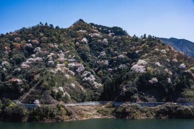 野津原の山桜　2023