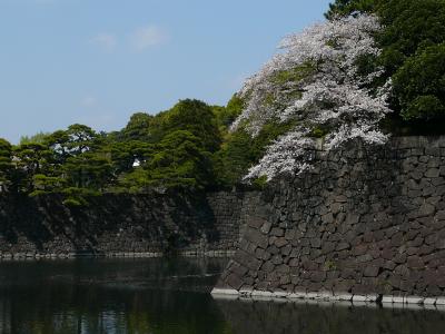 皇居乾通り一般公開に　花見に行ってきました