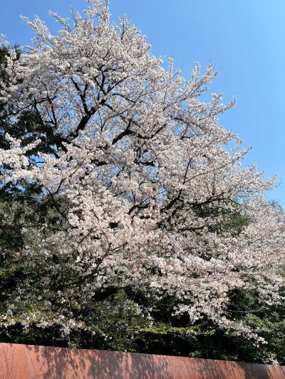 春の東京をぶらぶら ４月