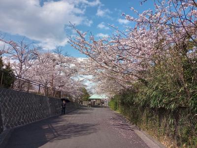 神奈川県戦没者慰霊堂&#127800;お花見散歩