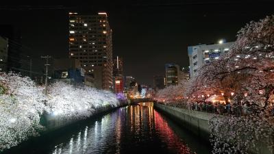 4月初旬、横浜の掃部山公園、大岡川の夜桜&#127800;巡り。