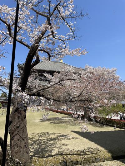 奈良公園で桜とぶらり観光