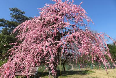 2023春、名古屋市農業センター枝垂れ梅(4/7)：馬酔木、呉服枝垂れ、給水塔、素心蝋梅