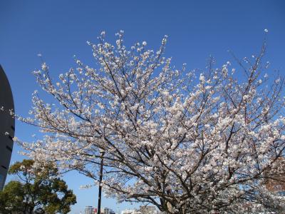 ちょっと九州でお花見を！