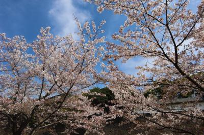 皇居乾通り・皇居東御苑の桜☆東京国立近代美術館70周年記念展　重要文化財の秘密☆北出TACOS☆2023/03/31