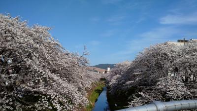 うわぁ－！ 桜のボリュームがすごい 佐保川の桜並木（奈良）