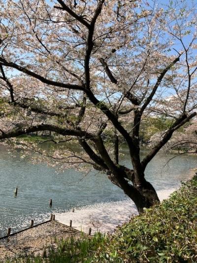 神奈川県立「三ツ池公園」で、ゆく春を惜しんできました。
