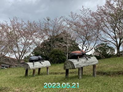 花瀬公園に桜を見に行ってみた