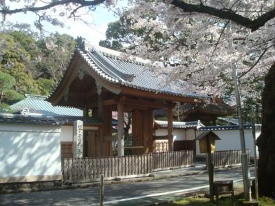 箱根湯本で桜めぐり。欲張って２時間以上も散策しました。