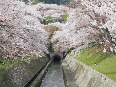 滋賀のおすすめ桜スポット、大津琵琶湖疎水と三井寺
