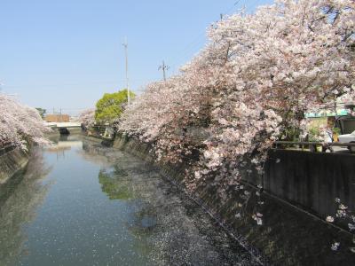 我が町散歩　桜はまだ見られるか？　千葉県歴史散歩　市川　①