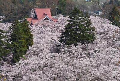 まさに桜海！リベンジ高遠の桜