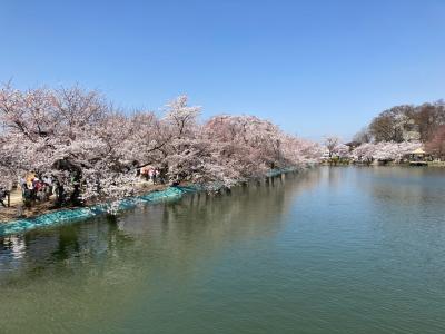 北信の桜の名所【臥竜公園】へ