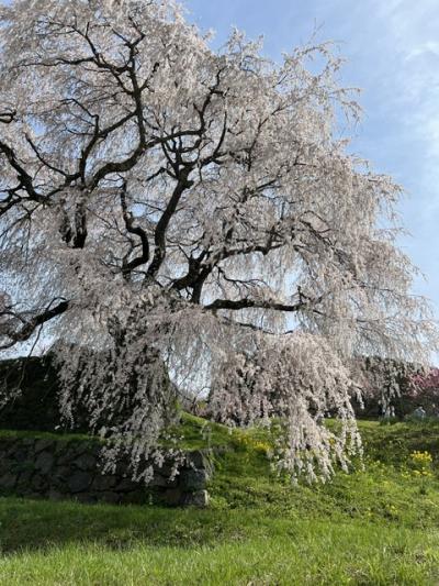 関空と又兵衛の桜