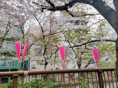 目黒川さくら祭りでSJ巡り