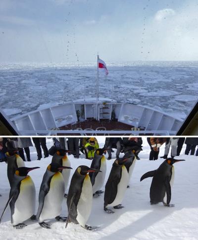 船からバスから列車から見る流氷。３日目は流氷を堪能、最終日はペンギンウォーク♪