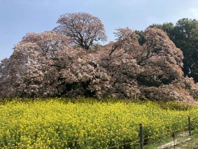 今年も吉高の大桜を愛でて、うなぎさかたに行きうな重を食べ、そして足を伸ばして茨城の稲フォルニアへ。