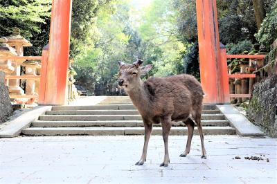 2023春旅は奈良⑦　春日大社に奈良公園、鹿と戯れ、いざ帰京