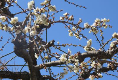 2023春、名古屋市農業センター枝垂れ梅(6/7):玉垣枝垂れ、一重緑咢枝垂れ、満月枝垂れ