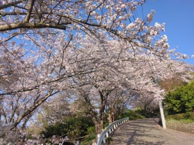 光明寺桜祭りと国府津山散歩