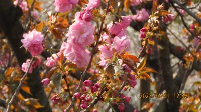 久し振りに皇居・東御苑を訪問④桜の島～富士見多聞迄