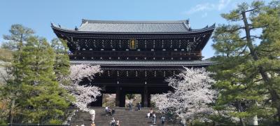 桜を愛でる旅 2023 ～京都～