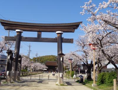 国府宮神社の桜