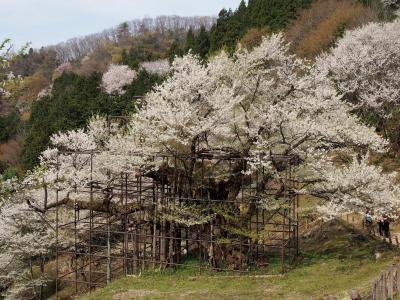 国指定天然記念物「樽見の大桜」