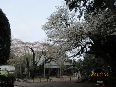 七十二候・桜始開（さくらはじめてひらく）：またガッカリの山武・長光寺の枝垂れ桜、とんだことに多古町で妙光寺違いをした。