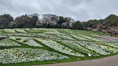 横浜 里山ガーデンフェスタと、川崎 麻生川の夜桜☆