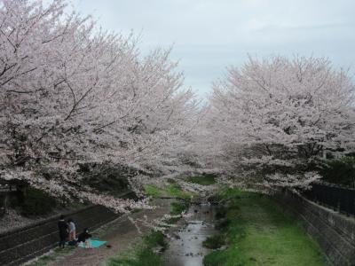 2023年3月27日：毎年恒例（但し4トラUPは4年ぶり・・・）桜満開の野川西之橋散策