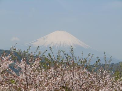 吾妻山公園では桜（ソメイヨシノ）と富士山のコラボを（二宮町）