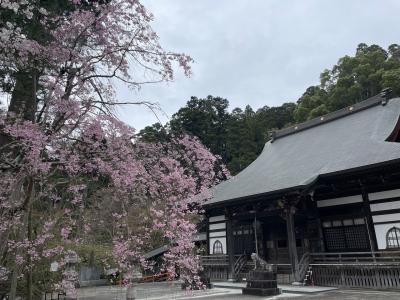 千葉でいちご狩りと桜にカタクリ、芝桜、ネモフィラ