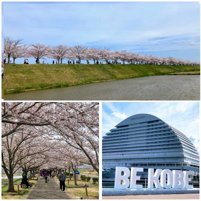 桜満開☆兵庫の名所を巡る旅　③（おの桜づつみ回廊で、水鏡の桜並木が見れ・・るはず。で、午後は神戸～）