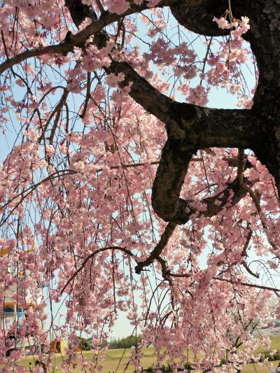 小野市ひまわりの丘公園に春を楽しむ！
