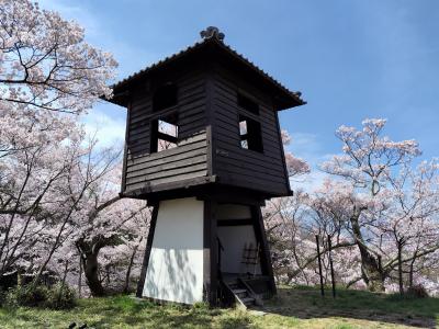 コロナで３年越し・高遠の桜まつり