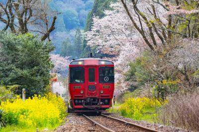 久大線の桜　2023
