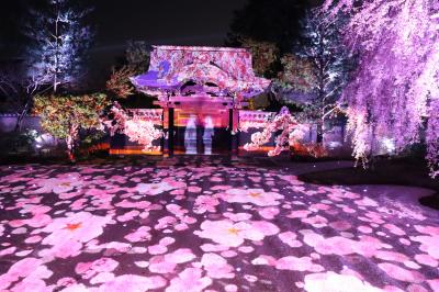 さくら舞い散る古都京都①高台寺・天龍寺・嵐山方面