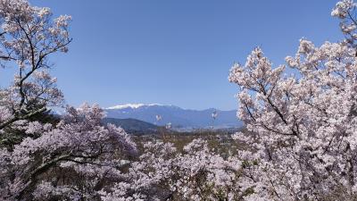 長野桜の旅