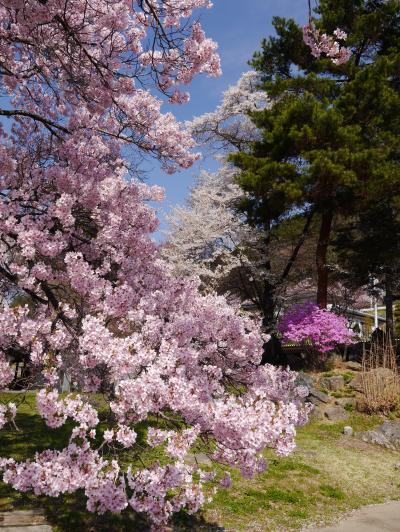 口コミより、急げ～！桜満開の高遠城址公園へ行って来ました！