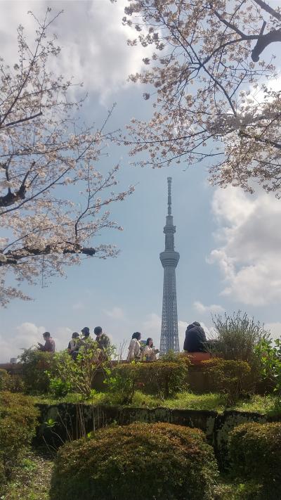 東京へ桜を見に日帰りのバスツアーに行ってきました。