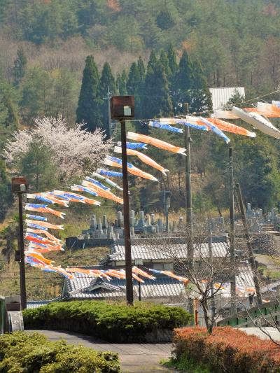 神河町越知川沿いの桜