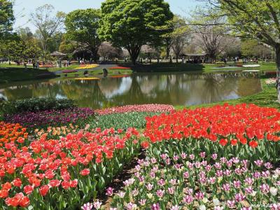 2023 チューリップと桜の饗宴＠昭和記念公園