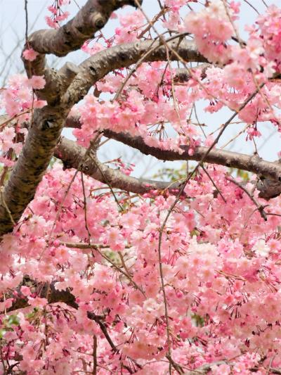 春爛漫の神戸しあわせの村　その３